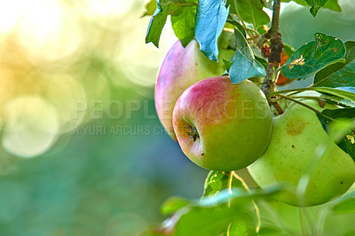 Buy stock photo Fruit, growth and trees with apples in nature for farm, sustainability produce or spring season. Ecology, environment and agriculture with climate resistant plant in orchard for species cultivation