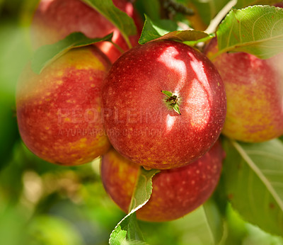 Buy stock photo Fruit, closeup and trees with apples in nature for farm, sustainability produce or spring season. Ecology, environment and agriculture with climate resistant plant in orchard for species cultivation