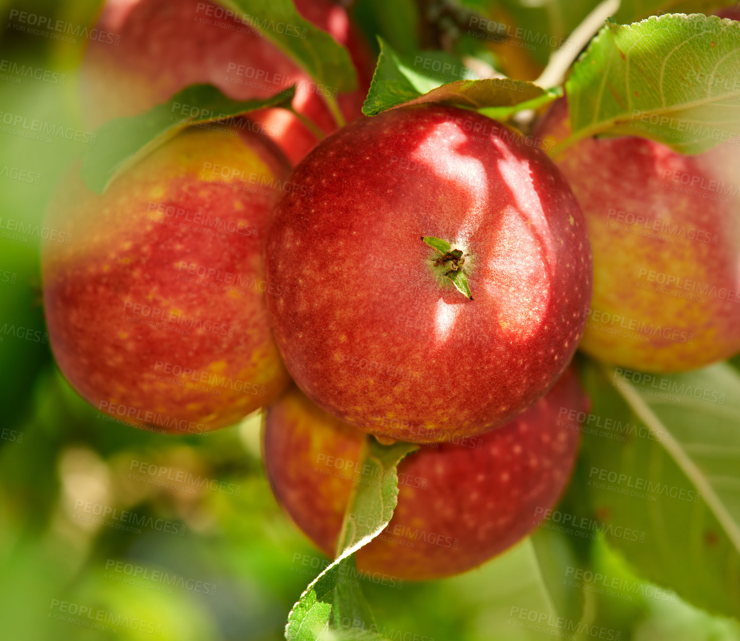 Buy stock photo Fruit, closeup and trees with apples in nature for farm, sustainability produce or spring season. Ecology, environment and agriculture with climate resistant plant in orchard for species cultivation