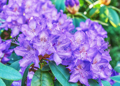 Buy stock photo Flowers, nature and bush in garden, spring growth and ecology with clean environment. Empty, earth day and sustainability with floral conservation, eco friendly and summer with plants in backyard