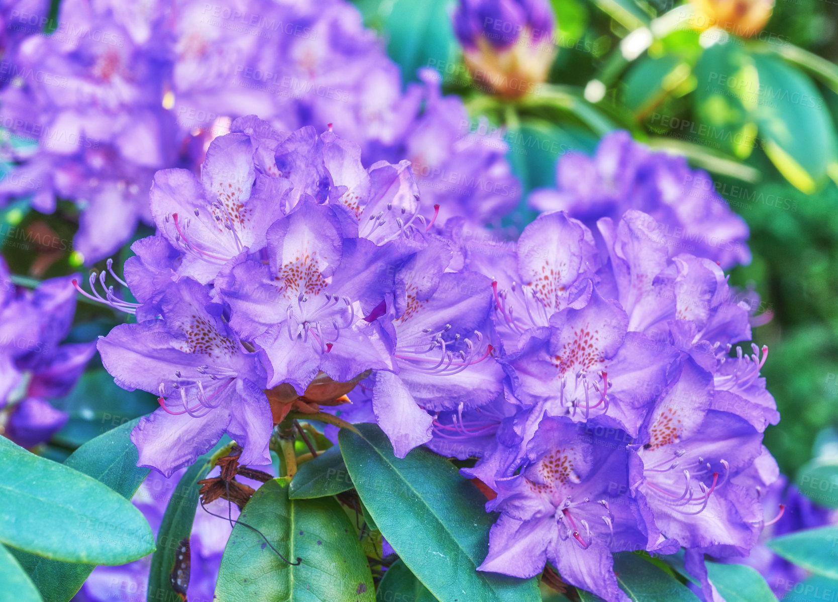 Buy stock photo Flowers, nature and bush in garden, spring growth and ecology with clean environment. Empty, earth day and sustainability with floral conservation, eco friendly and summer with plants in backyard