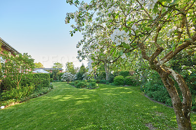 Buy stock photo Nature, flowers and trees with lawn of backyard for bush, environment and foliage botany. Spring season, grass and growth with plants blossom in garden for countryside, park and peace background