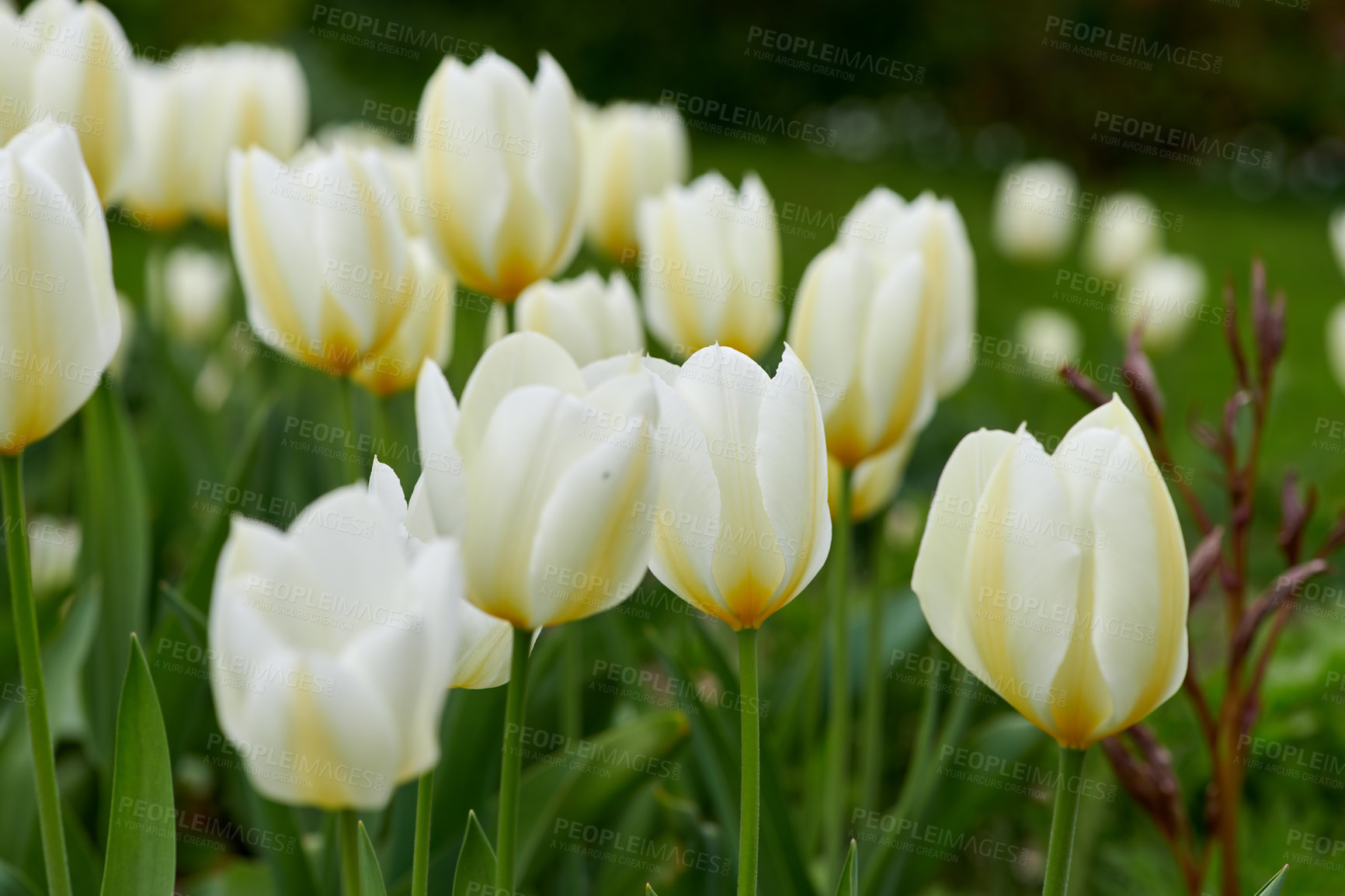 Buy stock photo Beautiful tulips in my garden in early springtime