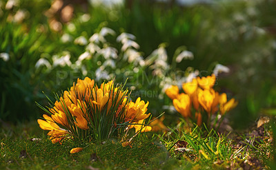 Buy stock photo Beautiful yellow crocus in bloom. Pretty flowers growing in an open field or meadow in a public park or formal garden. Plants budding, sprouting and growing. Beauty in nature during spring or summer
