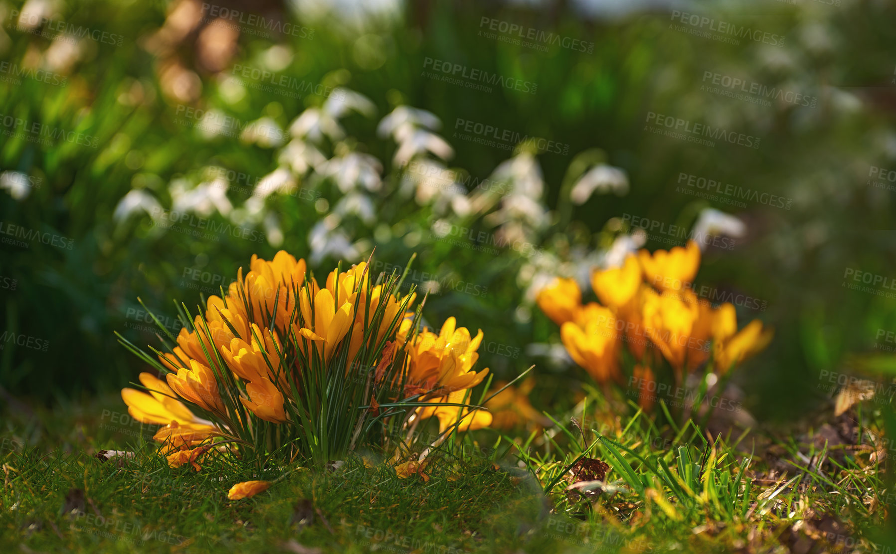 Buy stock photo Beautiful yellow crocus in bloom. Pretty flowers growing in an open field or meadow in a public park or formal garden. Plants budding, sprouting and growing. Beauty in nature during spring or summer