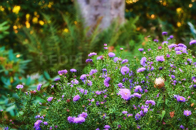 Buy stock photo Flowers, nature and plants in garden, spring growth and bush with clean environment. Empty, earth day and sustainability with floral conservation, eco friendly and summer with ecology in backyard