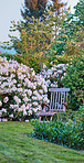 Rhododendron - garden flowers in May