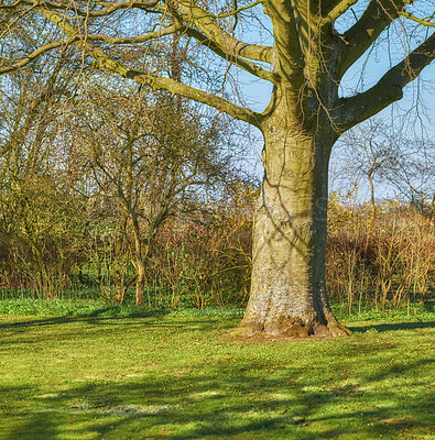 Buy stock photo Nature, environment and trees with field outdoors for bush, forest and foliage botany. Autumn season, grass and growth with plants blossom in woods for countryside, park and peace background