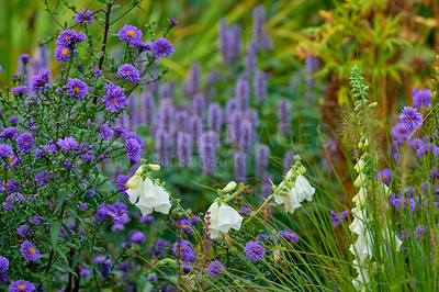 Buy stock photo Flowers, nature and bush in garden, sustainability and ecology with clean environment. Empty, earth day and summer with floral conservation, eco friendly and landscape with plants in backyard