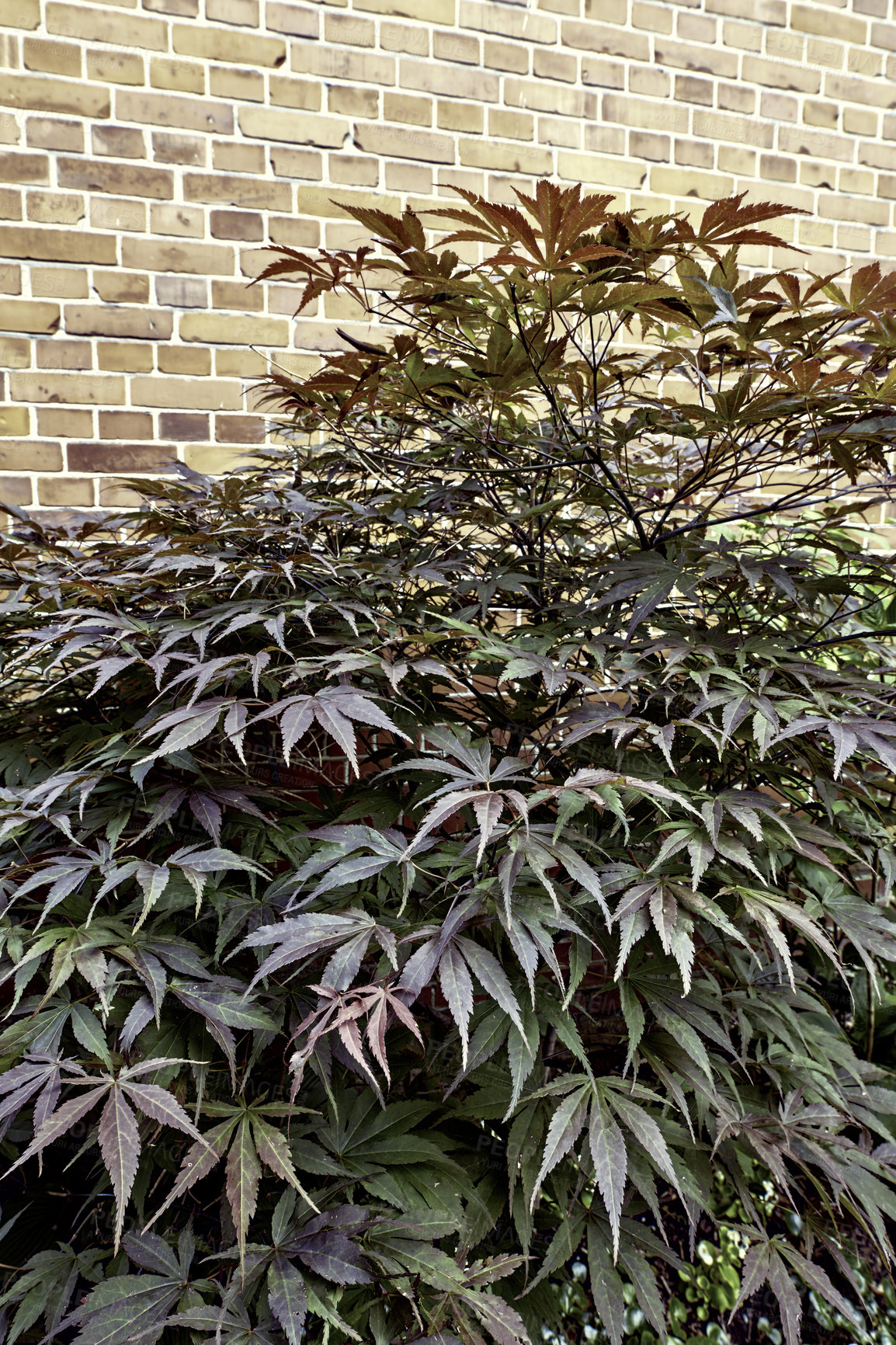 Buy stock photo Brick wall, garden and maple tree outdoor for Japanese nature, spring season and environment beauty. Green, plant and fall foliage with leave blooming of growth, ecosystem health and gardening design