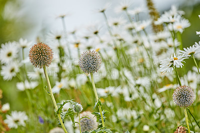 Buy stock photo Flowers, dandelion and nature with leaves for garden, floral design or natural growth in spring season. Empty, plants and botany with stem or leaf for conservation, ecosystem or foliage in wilderness