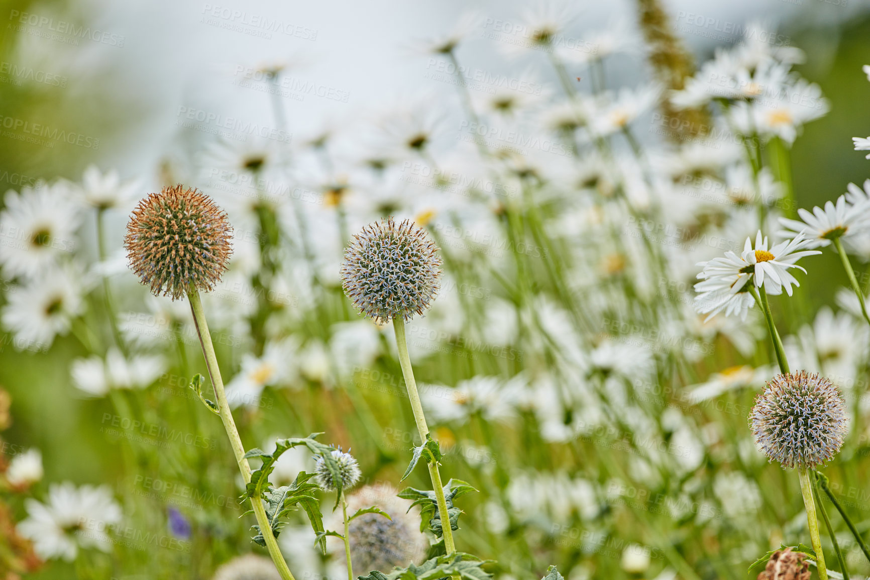 Buy stock photo Flowers, dandelion and nature with leaves for garden, floral design or natural growth in spring season. Empty, plants and botany with stem or leaf for conservation, ecosystem or foliage in wilderness