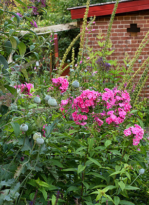 Buy stock photo A garden filled with pink phlox flowers growing in a backyard garden. Lush plants bloom in a botanical garden with green foliage. Delicate spring blossoms growing on an organic flower bed in spring
