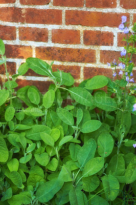 Buy stock photo Overgrown wild herb garden against the wall of a red brick house. Various plants in a lush flowerbed. Different green shrubs growing in a backyard. Vibrant nature scene of parsley, sage and rosemary.