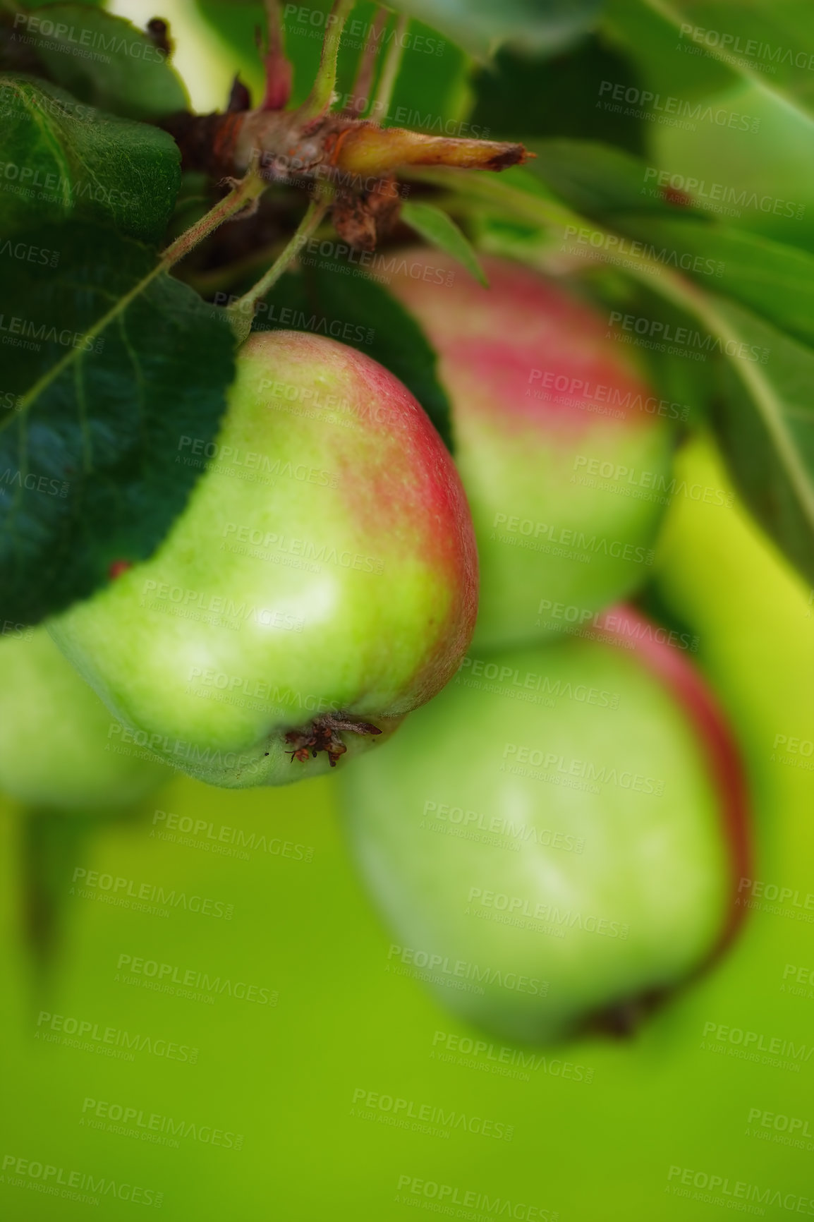 Buy stock photo Closeup of ripe red apples hanging on a branch of a tree in an orchard outside against a blurred green background. Organic agriculture and sustainable fruit farming, fresh produce growing on a farm