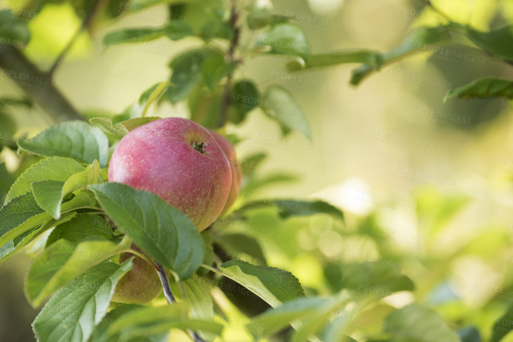 Buy stock photo Copy space with apples growing on a tree in a sustainable orchard on a sunny day outside. Ripe and juicy fruit cultivated for harvest. Fresh and organic produce growing in a thriving green garden.