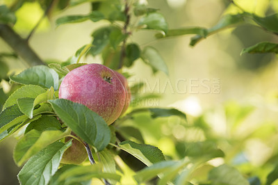 Buy stock photo Copy space with apples growing on a tree in a sustainable orchard on a sunny day outside. Ripe and juicy fruit cultivated for harvest. Fresh and organic produce growing in a thriving green garden.