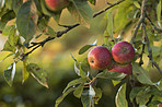 Beautiful apples in my garden