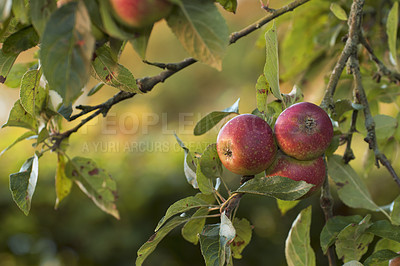 Buy stock photo Closeup of ripe red apples on a tree with copy space. Organic, healthy fruit growing on an orchard tree branch on a sustainable farm. Details of ripened nutrition fresh produce ready for harvesting