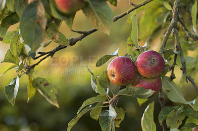 Buy stock photo Closeup of ripe red apples on a tree with copy space. Organic, healthy fruit growing on an orchard tree branch on a sustainable farm. Details of ripened nutrition fresh produce ready for harvesting