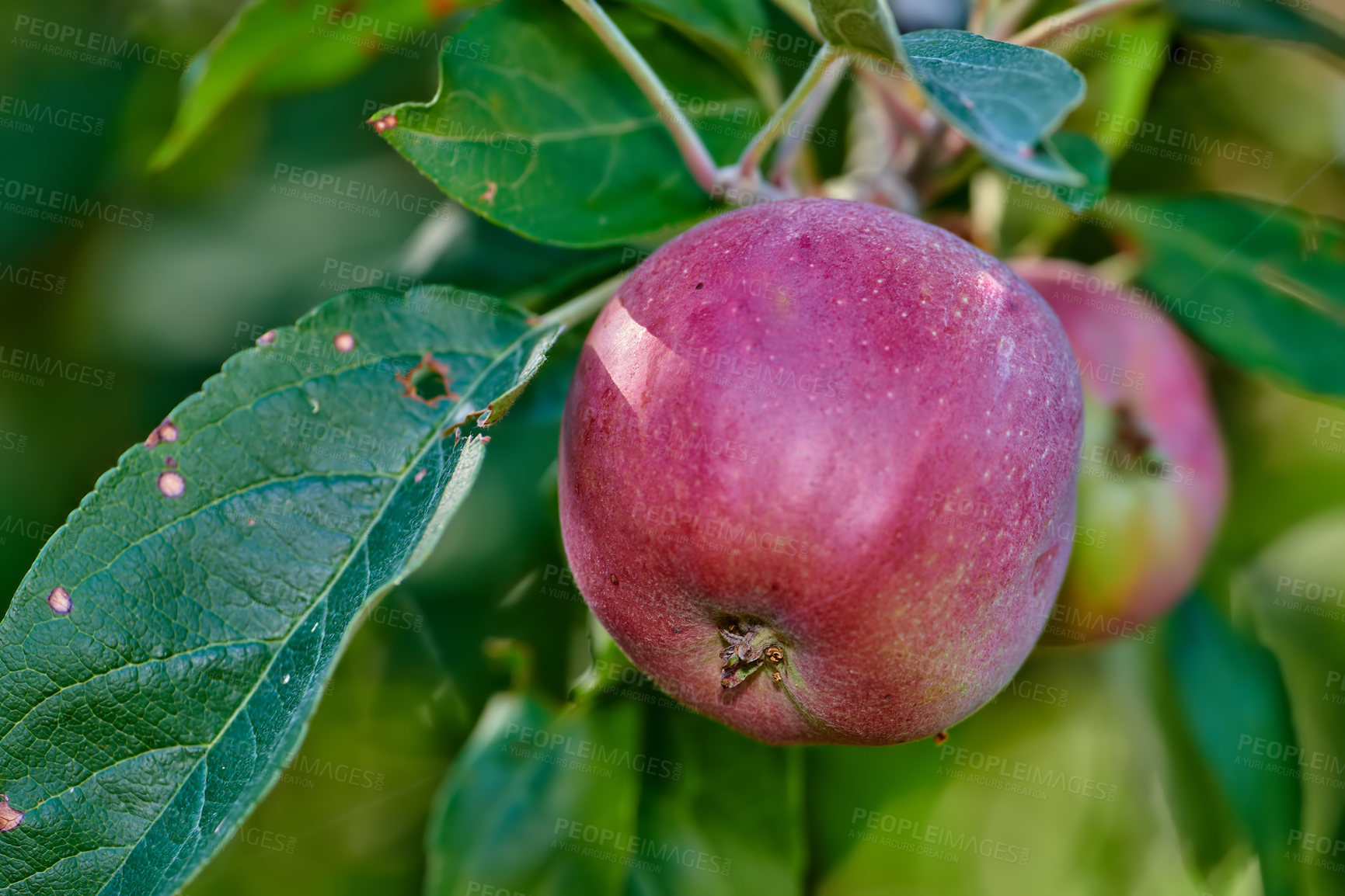 Buy stock photo Closeup of red apples growing on a tree in an orchard outside. Healthy and nutritious fruit cultivated in a grove for harvest. Crisp and crunchy produce with a sweet taste growing in a garden
