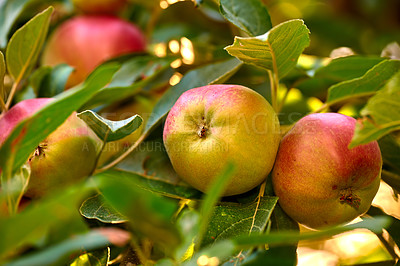 Buy stock photo Closeup of ripe red apples hanging on green apple tree branch on orchard farm in remote countryside. Texture detail of growing fresh, healthy snack fruit for nutrition, vitamins. Sustainable farming