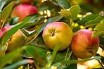Beautiful apples in my garden