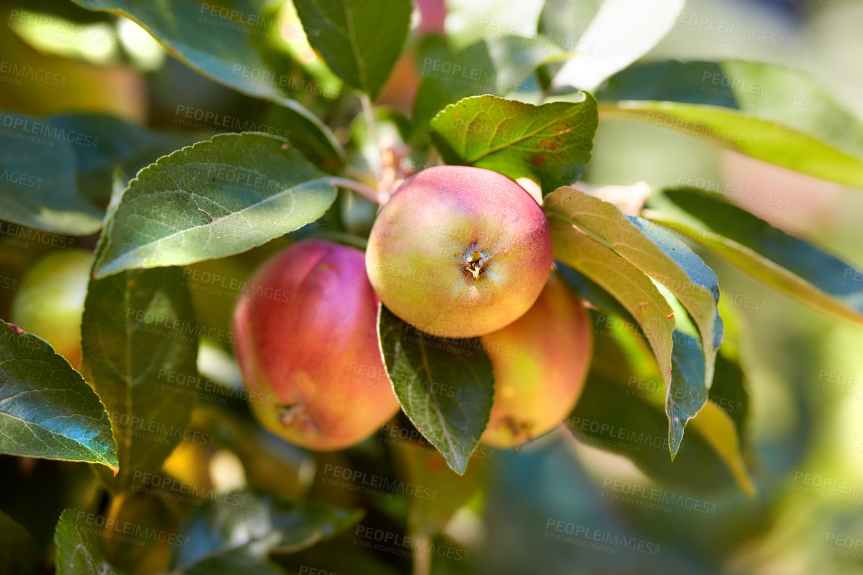 Buy stock photo Closeup of apples on a tree in a garden outdoors. Fresh, organic and ripe produce growing in an orchard in the sun. Cultivating healthy and nutritious crops for harvest on sustainable farmland