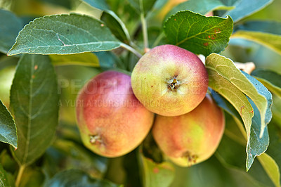 Buy stock photo Closeup of fresh and ripe red apples growing on trees for harvest in a sustainable orchard outdoors on a sunny day. Juicy, nutritious and ripe produce growing in seasonal on an organic fruit farm