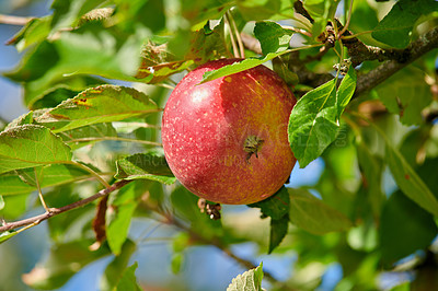 Buy stock photo Closeup of red apples ripening on green apple tree stem branch on sustainable orchard farm in remote countryside, bokeh background. Growing, farming fresh, healthy snack fruit for nutrition, vitamins