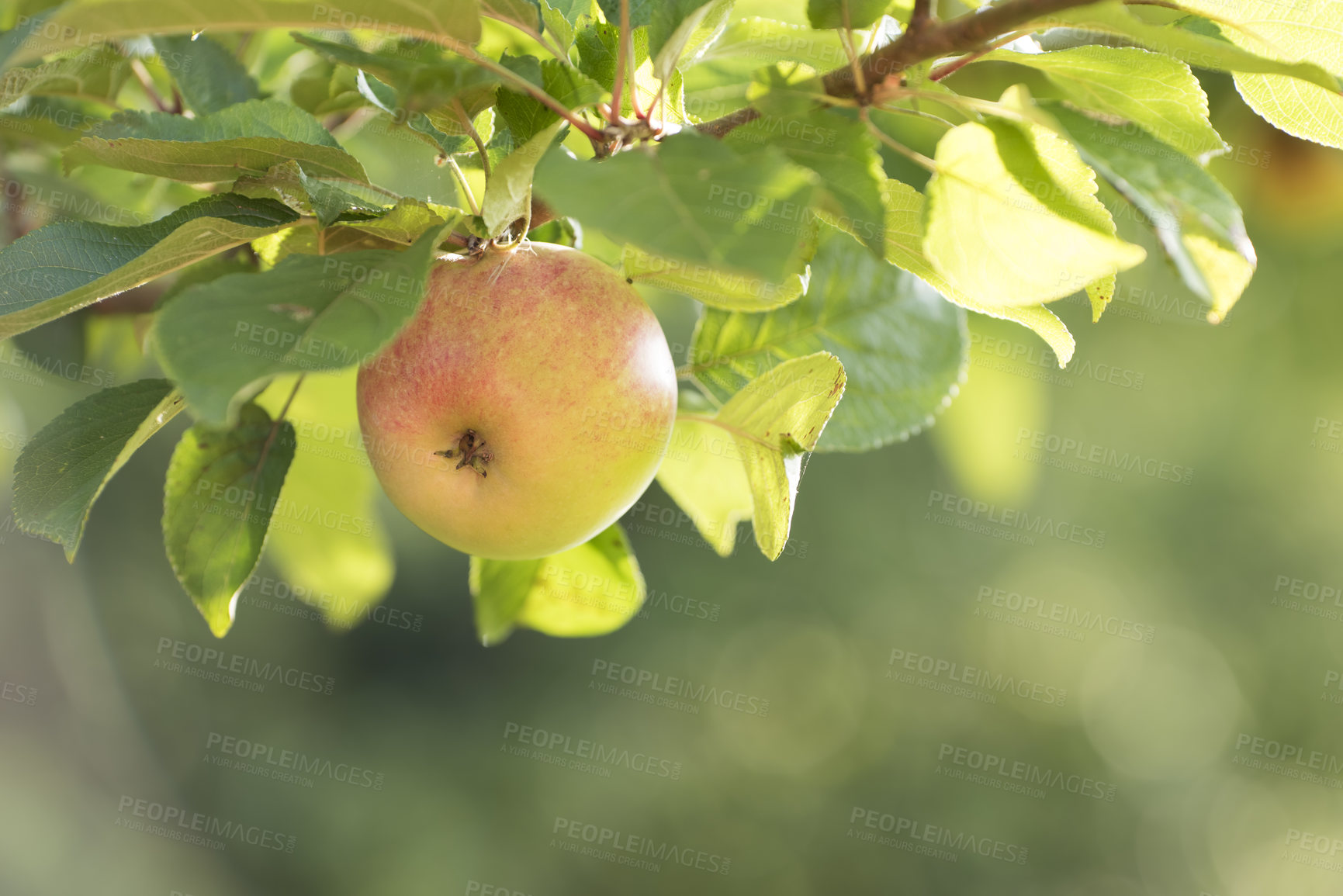 Buy stock photo A juicy apple growing on a tree in an orchard outdoors with copyspace. Delicious ripe fruit ready to pick for harvest on a branch. Pure organic produce being cultivated in a natural environment