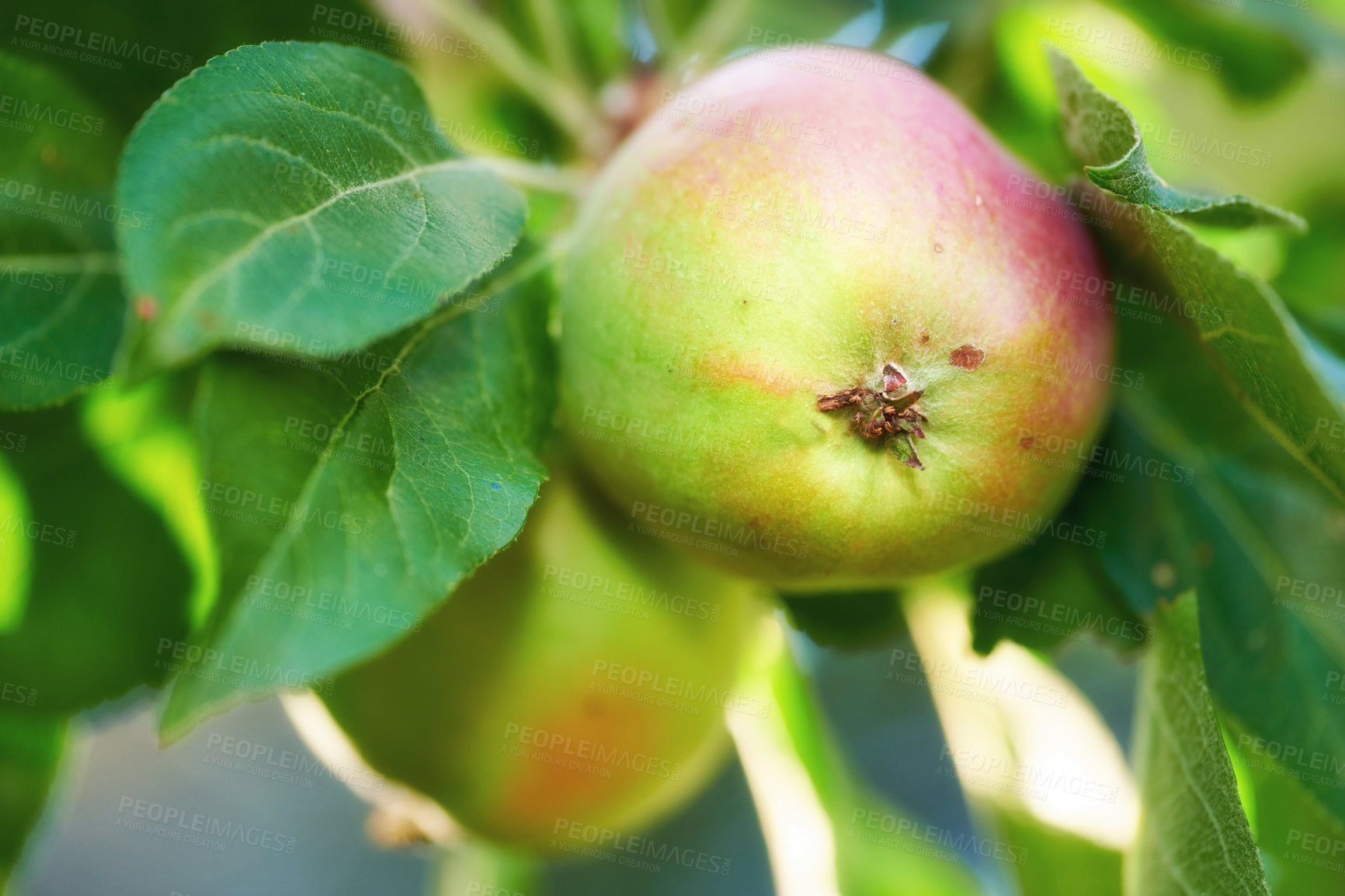 Buy stock photo Closeup of apples growing on a tree in a sustainable orchard on a sunny day outside. Ripe and delicious fruit cultivated for harvest. Fresh and organic produce growing in a natural thriving grove