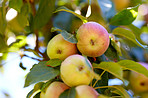 Green and yellow apples in my garden