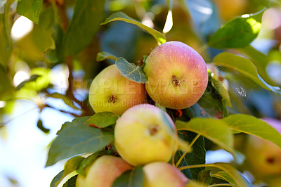 Buy stock photo Copy space with apples growing on a tree in a sustainable orchard on a sunny day. Ripe and juicy fruit cultivated for harvest. Fresh and organic apples growing in a thriving green garden.
