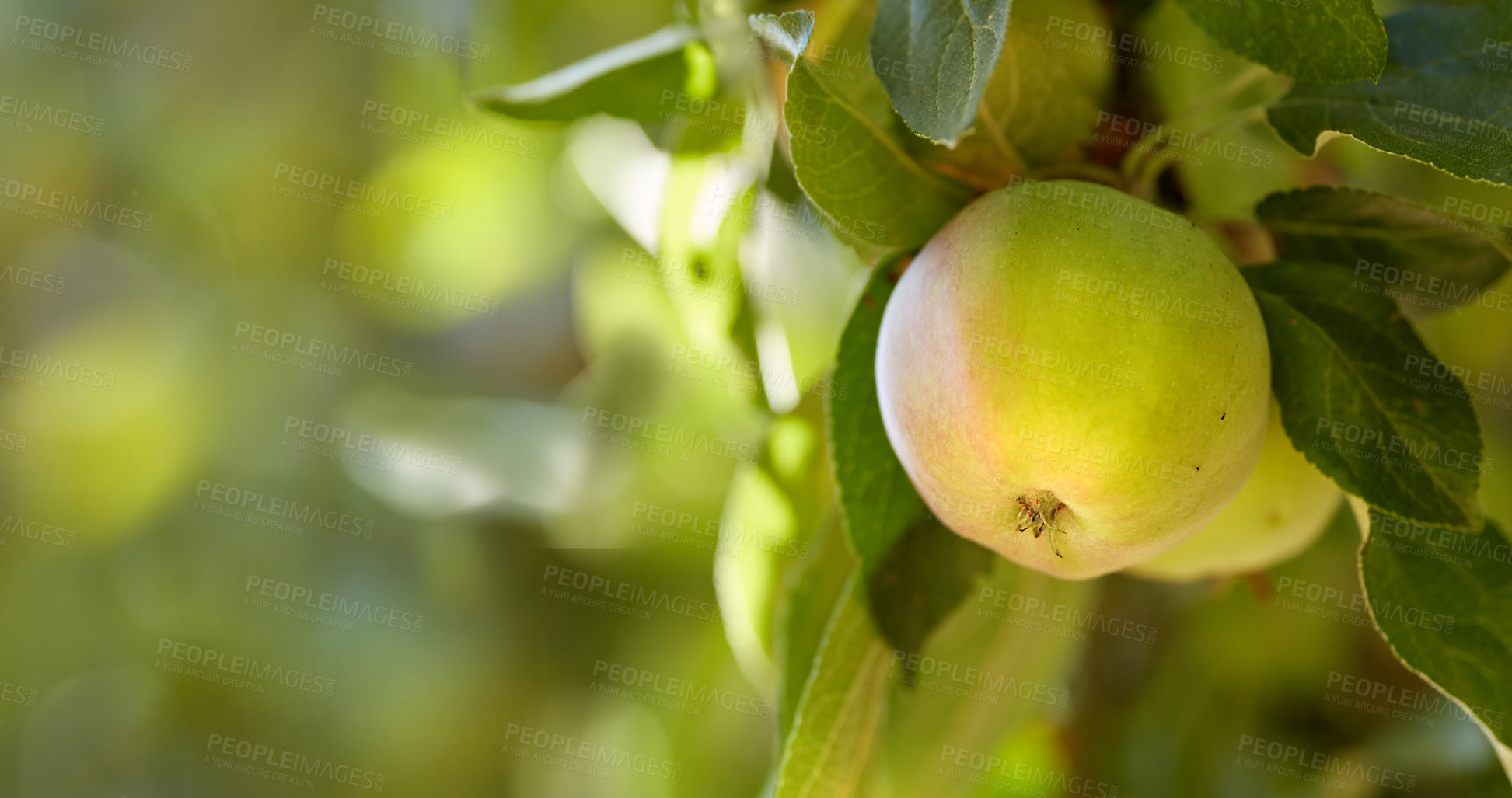 Buy stock photo Copy space with green apples growing on a tree in a sunny orchard outside. Closeup of fresh fruit being cultivated and harvested in a grove. Organic produce ready to be picked from plants