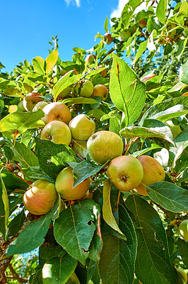 Buy stock photo Yellow apples growing on a tree in a sustainable orchard in the sun outdoors from below. Sweet and tasty fruit cultivated for harvest and picking. Ripe and organic produce in a natural plantation