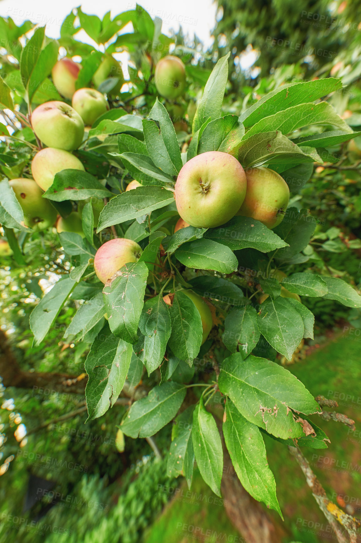 Buy stock photo Closeup of green and red apples growing on apple tree branch in summer with blurry copyspace. Fruit hanging on orchard farm tree with bokeh and copy space. Sustainable organic agriculture countryside