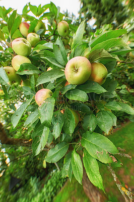 Buy stock photo Closeup of green and red apples growing on apple tree branch in summer with blurry copyspace. Fruit hanging on orchard farm tree with bokeh and copy space. Sustainable organic agriculture countryside