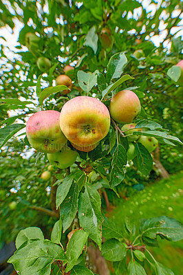 Buy stock photo Closeup of apples growing on a tree with motion and lens blur in an orchard from below. Healthy, ripe and delicious fruit cultivated for harvest in a grove. Tasty and organic crops growing on a farm
