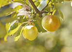 Green and yellow apples in my garden