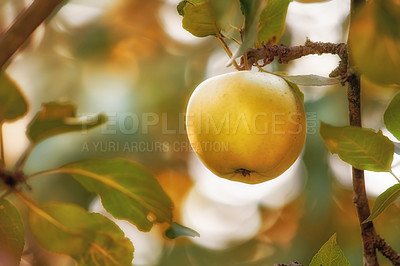Buy stock photo Closeup of an apple growing on a tree for harvest in a sustainable orchard. Juicy, nutritious and ripe produce growing seasonally on a fruit farm. Fresh and organic crops in a thriving garden

