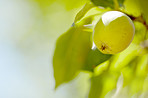 Fresh apples in the garden