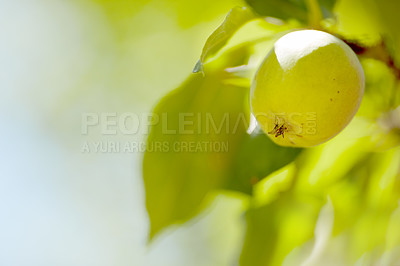 Buy stock photo Apple, tree and outdoor at farm, growth and closeup with sustainability for food production in countryside. Organic fruit, leaves and eco friendly agriculture in sunshine, supply and export in Italy