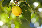 Fresh apples in the garden