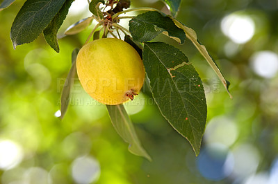 Buy stock photo Apple, tree and outdoor at farm, leaves and closeup with sustainability for food production in countryside. Organic fruit, growth and eco friendly agriculture in sunshine, supply and export in France