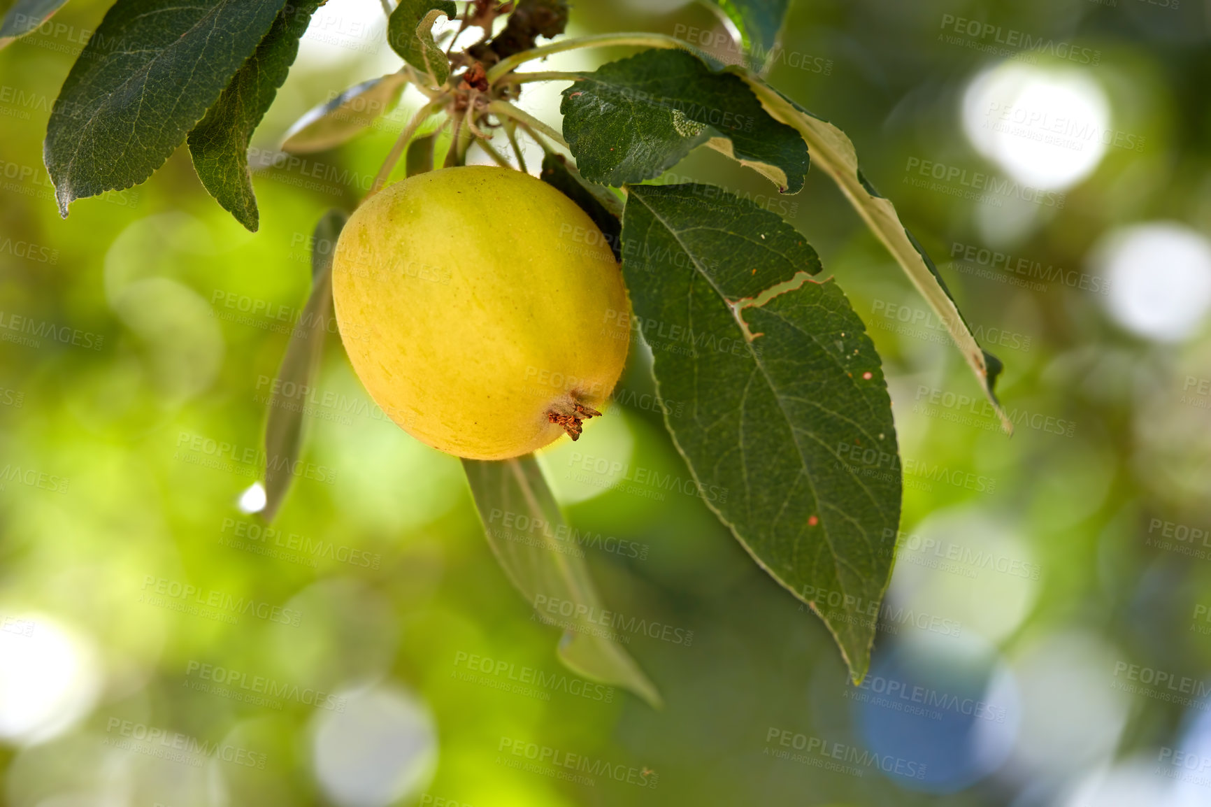 Buy stock photo Apple, tree and outdoor at farm, leaves and closeup with sustainability for food production in countryside. Organic fruit, growth and eco friendly agriculture in sunshine, supply and export in France