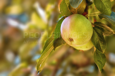 Buy stock photo Fresh apples in the tree