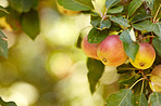 Fresh apples in the garden