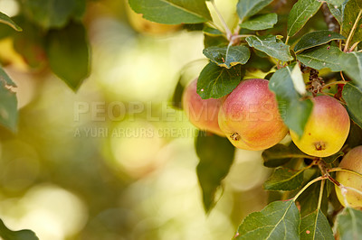 Buy stock photo Apple, tree and growth at farm, leaves and closeup with sustainability for food production in countryside. Organic fruit, outdoor and eco friendly agriculture in sunshine, supply and export in Italy