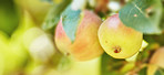 Fresh apples in the garden